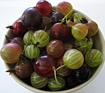 Gooseberries